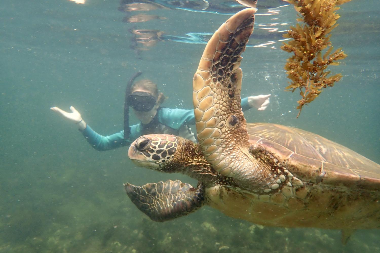 一名<a href='http://r.tjwmjjwx.com'>博彩网址大全</a>学生在Galápagos群岛游学途中与一只巨龟游泳.
